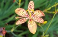 A gaily spotted pale orange Blackberry Lily. Royalty Free Stock Photo