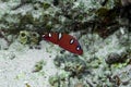 Gaimard`s Wrasse Coris gaimard Royalty Free Stock Photo