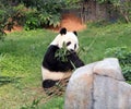 Gaint Panda Eating Bamboo Leaves Royalty Free Stock Photo