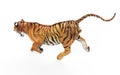 Gal Tiger Isolated on White Background with Clipping Path.