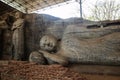 Gal Vihara state in Sri Lanka Royalty Free Stock Photo