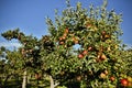 Gala Apple Tree Orchard Okanagan Valley Royalty Free Stock Photo