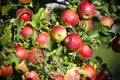 Gala Apple Tree Orchard Okanagan Valley Royalty Free Stock Photo