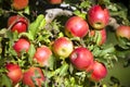 Gala Apple Tree Orchard Okanagan Valley Royalty Free Stock Photo