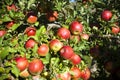 Gala Apple Tree Orchard Okanagan Valley Royalty Free Stock Photo