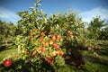 Gala Apple Tree Orchard Okanagan Valley Royalty Free Stock Photo