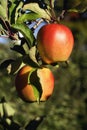 Gala Apples Royalty Free Stock Photo