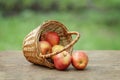 Gala apples in a wicker basket