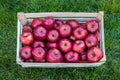 Close up of a crate with fresh apples on grass: Gala apples Royalty Free Stock Photo