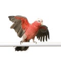 Galah Royalty Free Stock Photo