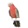 Galah Royalty Free Stock Photo