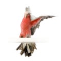 Galah