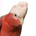 Galah Royalty Free Stock Photo