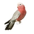 Galah Royalty Free Stock Photo