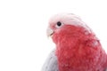 Galah Royalty Free Stock Photo