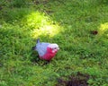 The galah, also known as the pink and grey cockatoo or rose-breasted cockatoo