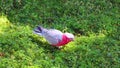 The galah, also known as the pink and grey cockatoo or rose-breasted cockatoo,