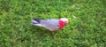 The galah, also known as the pink and grey cockatoo or rose-breasted cockatoo,