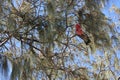 Galah Bird eating fruit from a tree Royalty Free Stock Photo