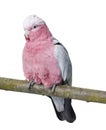 Galah bird - Eolophus roseicapilla (19 months)