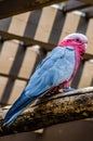 Galah bird Royalty Free Stock Photo