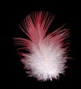 Galah bird feather pink and white on black