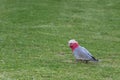 Galah bird ( Rose breasted cockatoo ) in gray and pink plumage f Royalty Free Stock Photo
