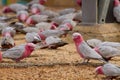 Galah CACTUA ROSEICAPILLA - Western Australia Parrot - Wheat Belt