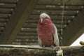 Galah Cockatoo