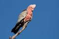 Galah Cockatoo, Australia