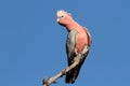 Galah Cockatoo, Australia