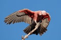 Galah Cockatoo, Australia