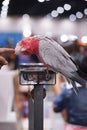 Galah Cockatoo. A beautiful Galah Cockatoo is playing with its owner hand, scratching on its head