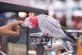 Galah Cockatoo. A beautiful Galah Cockatoo is playing with its owner hand, scratching on its head