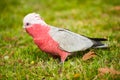 Galah cockatoo