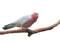 Galah cockatoo isolated