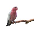 Galah cockatoo isolated