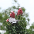 Galah cockatoos eating