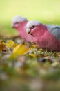 Galah Couple in Autumn Leaves