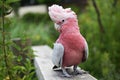 The Galah, Eolophus Roseicapilla, beautiful bird. Royalty Free Stock Photo