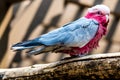 Galah Eolophus roseicapilla bird, cockatoo