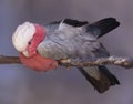 Galah, Eolophus roseicapilla, captive bird kept as a pet