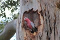 Galah in gum tree hollow, Australian wildlife