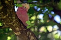 Galah parrot cockatoo bird sitting on a tree branch