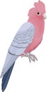 The galah parrot, pink and grey cockatoo - vector