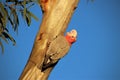 Galah perched on a tree trunk catching the last warm golden rays of the sun Royalty Free Stock Photo