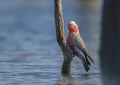 Galah perched on tree in wetland