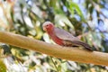 Male Galah pink gray bird, Rose-breasted Cockatoo Cockie perch