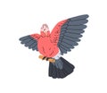 Galah, rose-breasted cockatoo. Pink and grey winged parrot on perch. Cute funny jungle bird, exotic tropical birdie