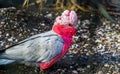 Galah a rose breasted cockatoo, popular pet in aviculture, portrait of a tropical bird from Australia